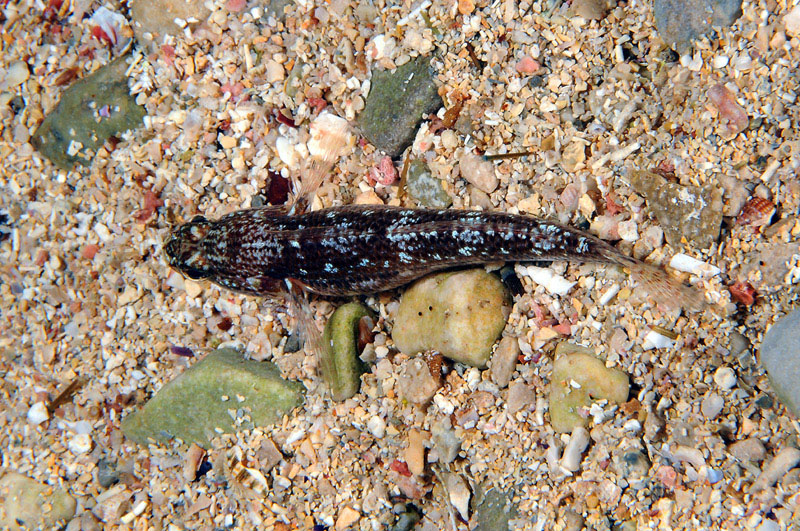 Gobius fallax by night